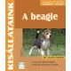 Marcia Foy: A ​beagle