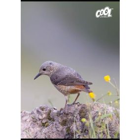   Füzet, tűzött, A4, vonalas, 80 lap, COOL BY VICTORIA "Birds"