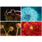 Naptár, fali, DAYLINER, "Macro Lens"