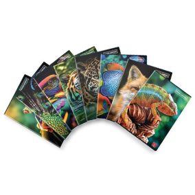 Füzet Pigna Animal A/4 tűzött 42 lapos vonalas Füzet Pigna Animal A/4 tűzött 42 lapos vonalas